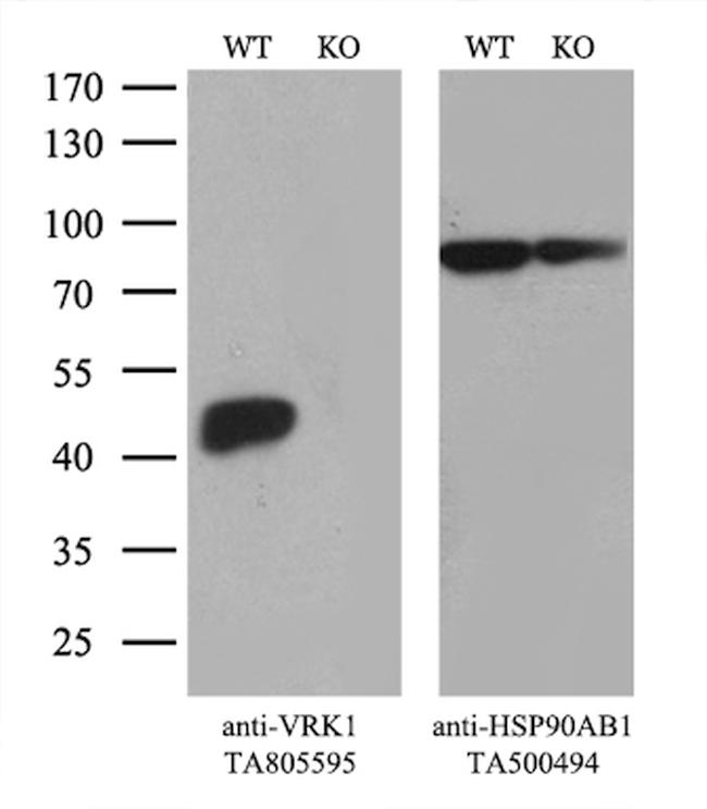 VRK1 Antibody in Western Blot (WB)