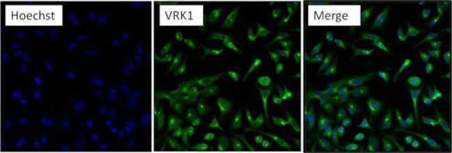 VRK1 Antibody in Immunocytochemistry (ICC/IF)