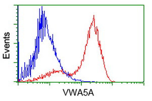 VWA5A Antibody in Flow Cytometry (Flow)