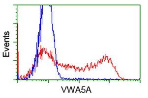 VWA5A Antibody in Flow Cytometry (Flow)