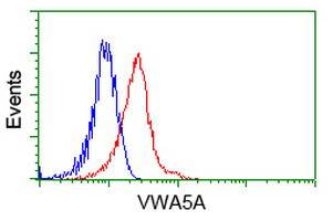 VWA5A Antibody in Flow Cytometry (Flow)