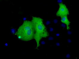 VWA5A Antibody in Immunocytochemistry (ICC/IF)