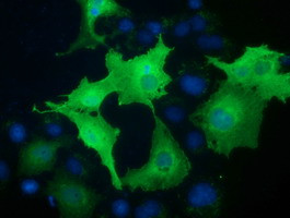 VWA5A Antibody in Immunocytochemistry (ICC/IF)