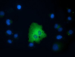 VWA5A Antibody in Immunocytochemistry (ICC/IF)