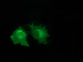 VWA5A Antibody in Immunocytochemistry (ICC/IF)