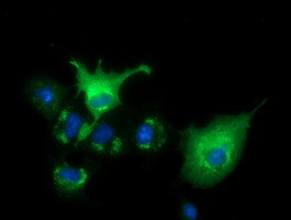 VWA5A Antibody in Immunocytochemistry (ICC/IF)