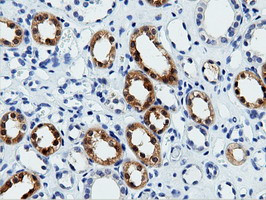 VWA5A Antibody in Immunohistochemistry (Paraffin) (IHC (P))