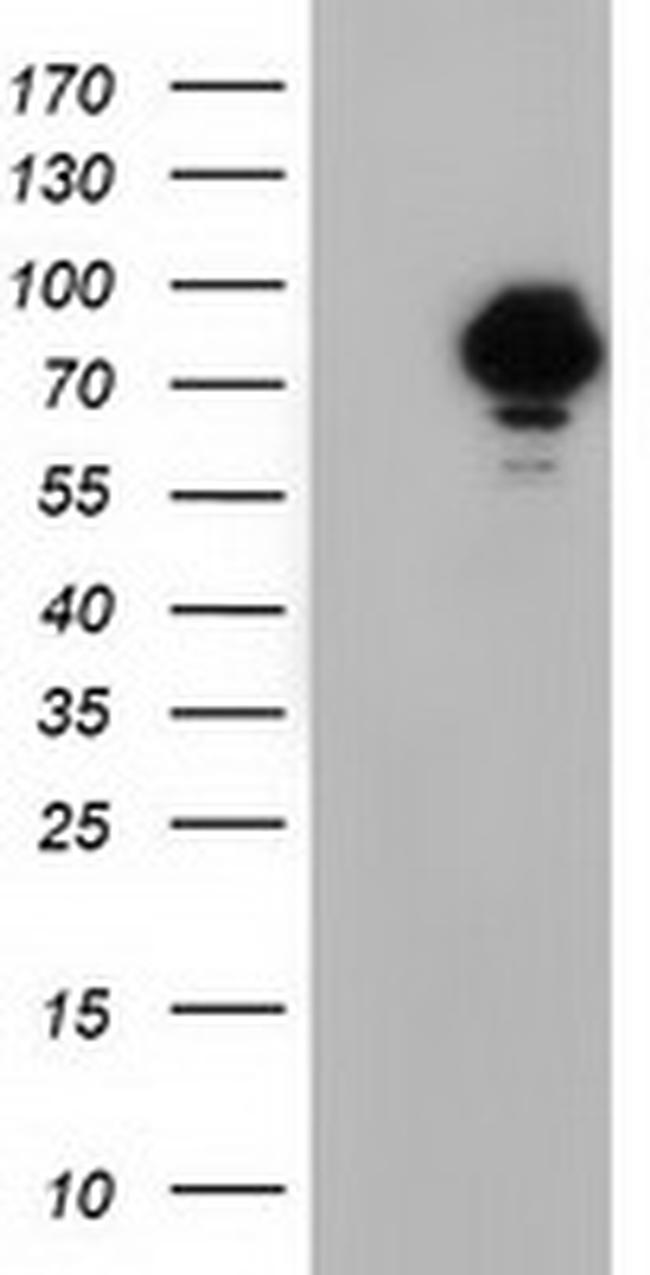 VWA5A Antibody in Western Blot (WB)