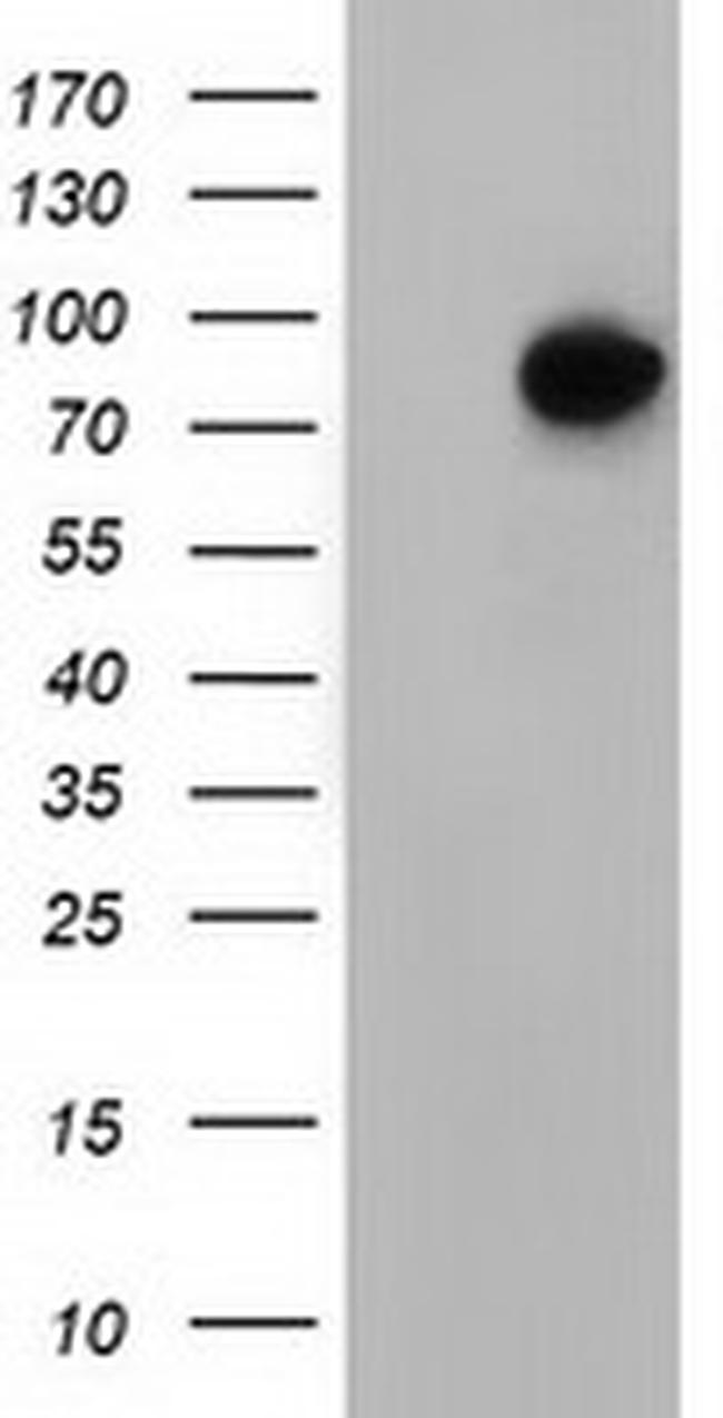 VWA5A Antibody in Western Blot (WB)