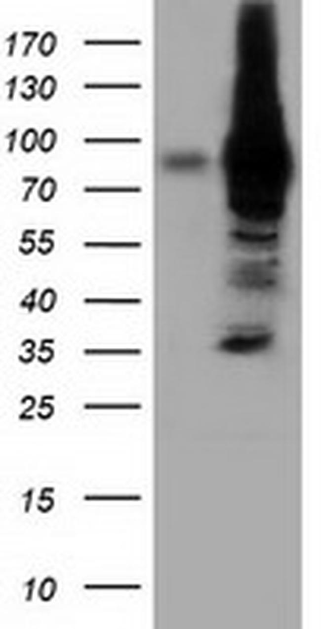 VWA5A Antibody in Western Blot (WB)