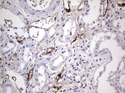 VWF Antibody in Immunohistochemistry (Paraffin) (IHC (P))