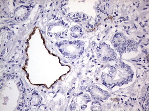 VWF Antibody in Immunohistochemistry (Paraffin) (IHC (P))