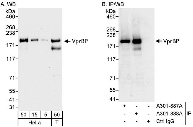 VprBP Antibody in Western Blot (WB)