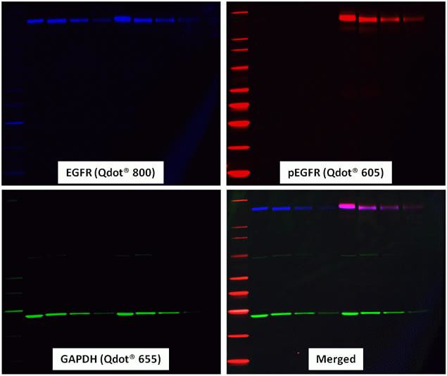 Rabbit IgG (H+L) Secondary Antibody in Western Blot (WB)