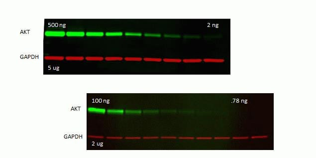 Mouse IgG (H+L) Secondary Antibody in Western Blot (WB)