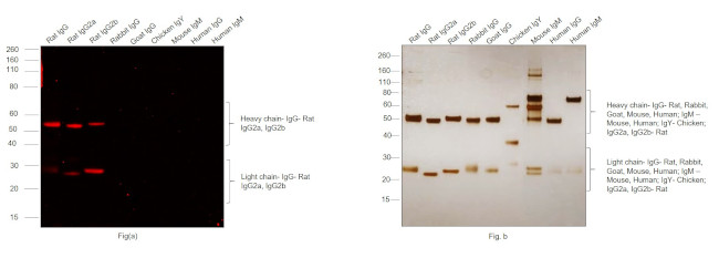 Rat IgG (H+L) Secondary Antibody