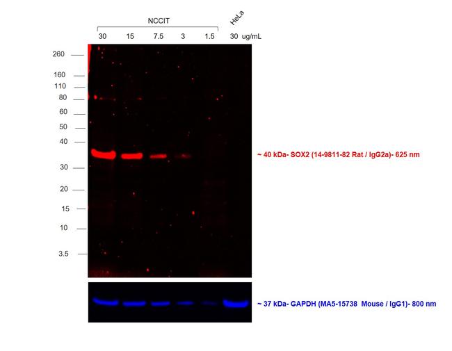 Rat IgG (H+L) Secondary Antibody in Western Blot (WB)