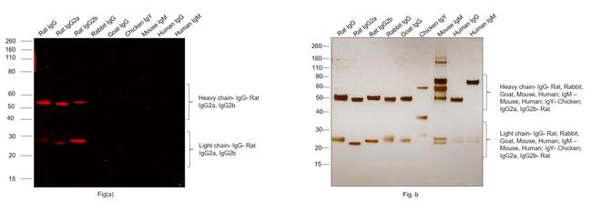 Rat IgG (H+L) Secondary Antibody in Western Blot (WB)