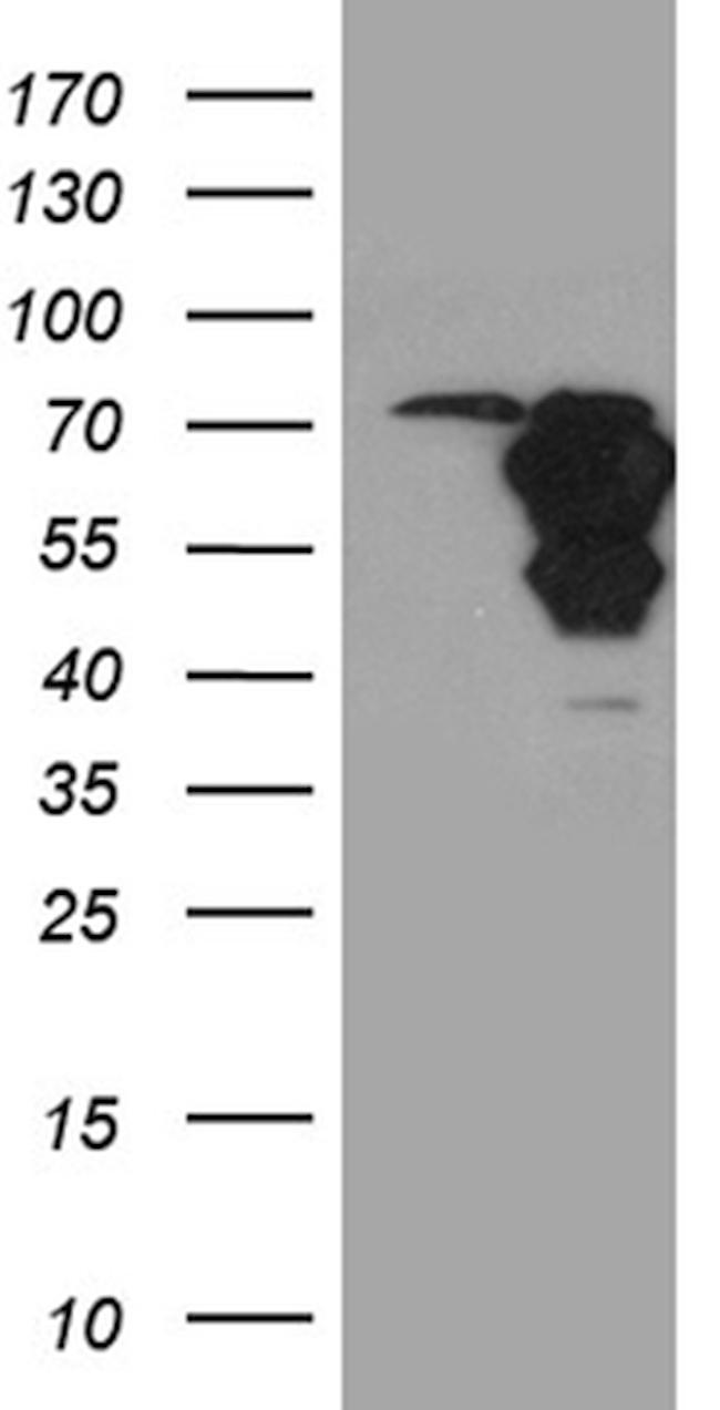 WASL Antibody in Western Blot (WB)