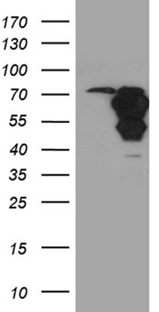 WASL Antibody in Western Blot (WB)