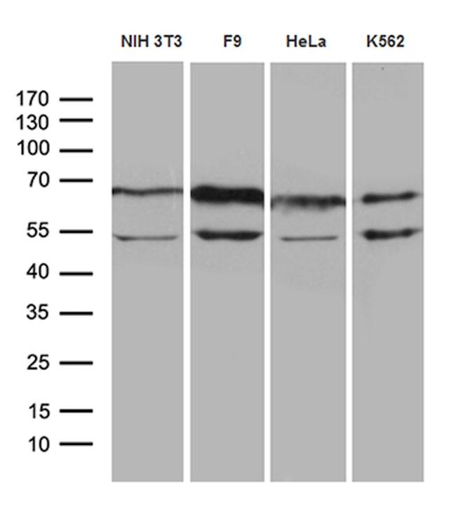 WASL Antibody in Western Blot (WB)