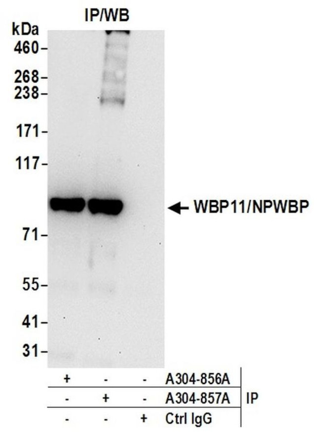 WBP11/NPWBP Antibody in Immunoprecipitation (IP)