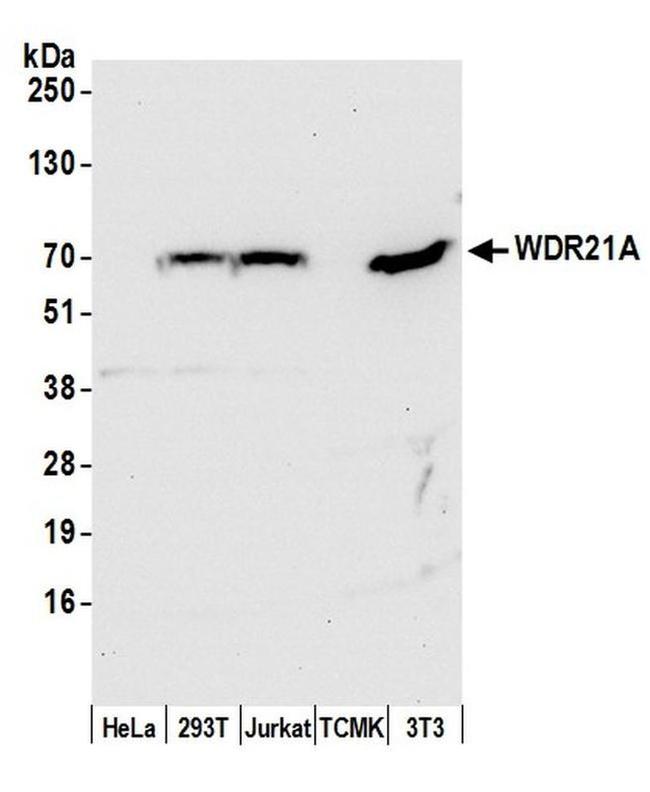 WDR21A Antibody in Western Blot (WB)