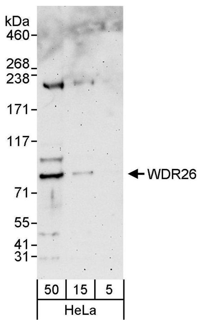 WDR26 Antibody in Western Blot (WB)