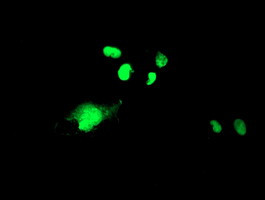 WDR4 Antibody in Immunocytochemistry (ICC/IF)