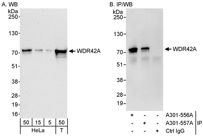 WDR42A Antibody in Western Blot (WB)