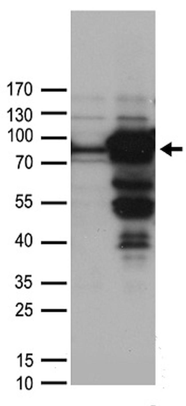 WDR48 Antibody in Western Blot (WB)