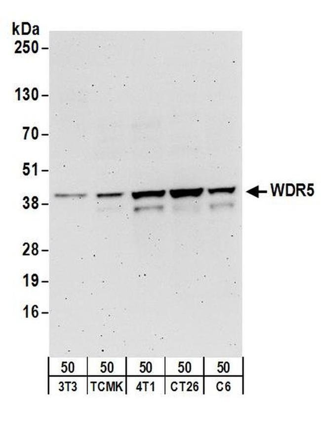 WDR5 Antibody in Western Blot (WB)