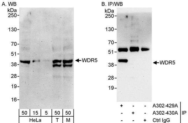 WDR5 Antibody in Western Blot (WB)