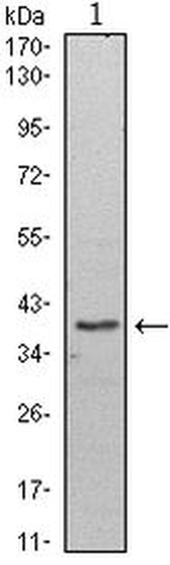 WDR5 Antibody in Western Blot (WB)