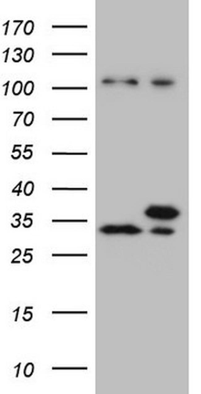 WDR61 Antibody in Western Blot (WB)