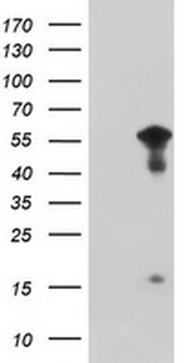 WDR74 Antibody in Western Blot (WB)