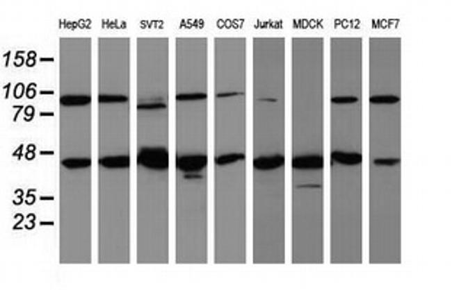 WDR74 Antibody in Western Blot (WB)