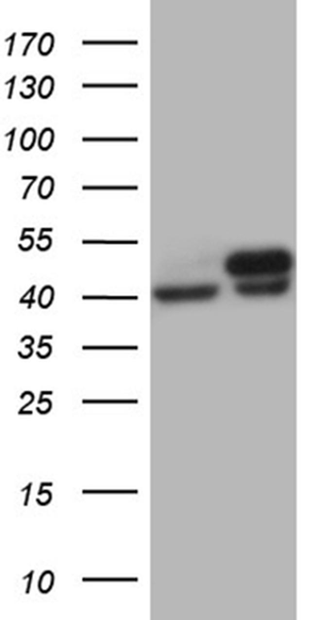 WDR77 Antibody in Western Blot (WB)