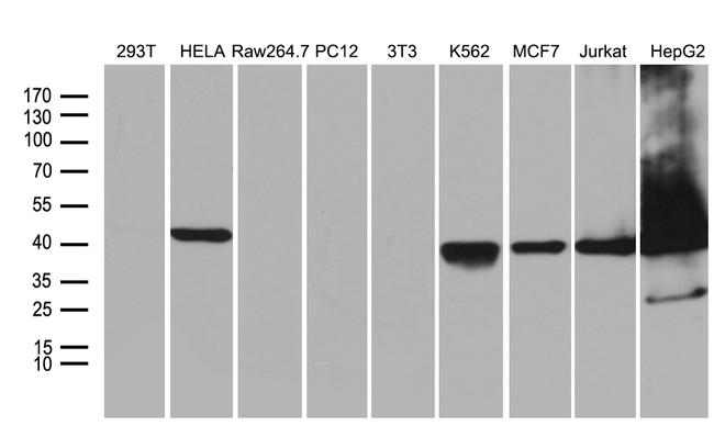 WDR77 Antibody in Western Blot (WB)