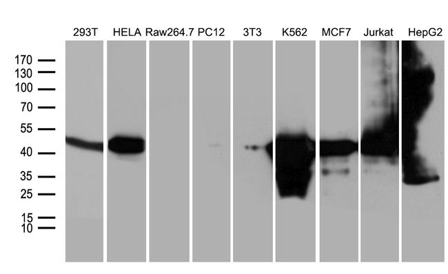 WDR77 Antibody in Western Blot (WB)