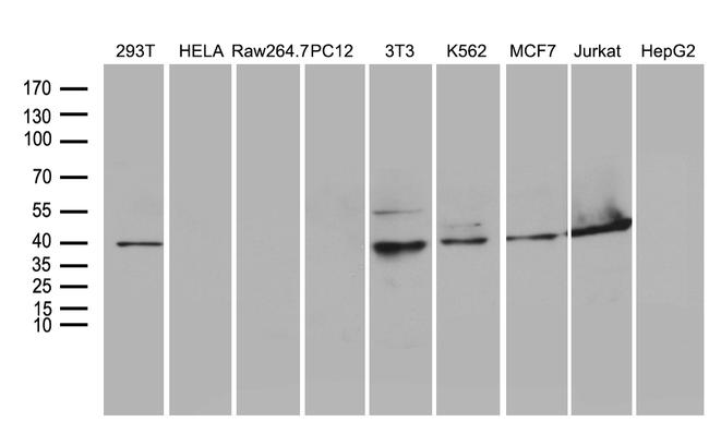 WDR77 Antibody in Western Blot (WB)