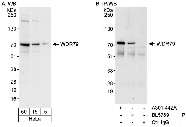 WDR79 Antibody in Western Blot (WB)