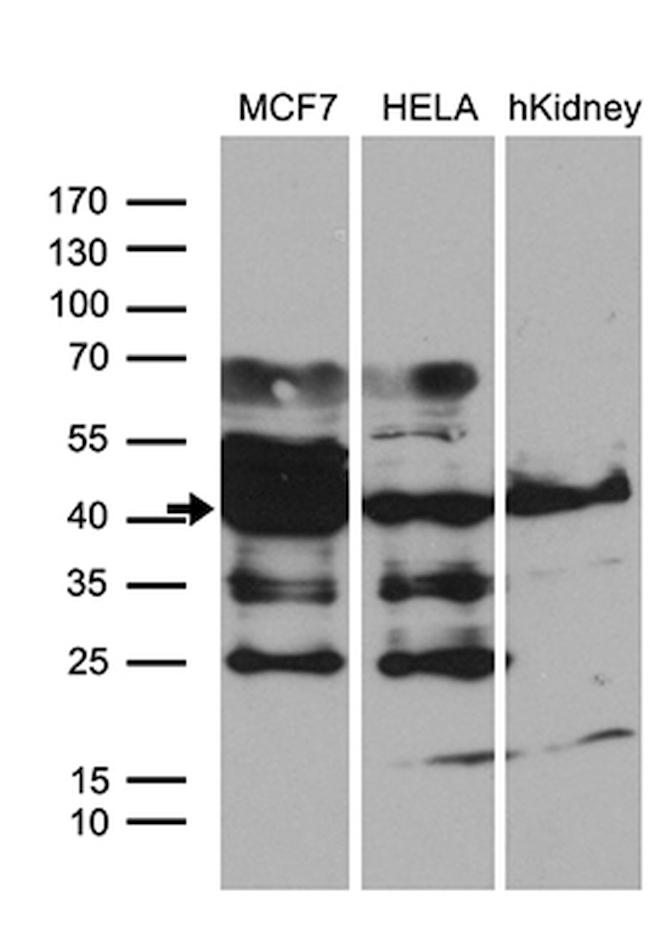 WDR92 Antibody in Western Blot (WB)