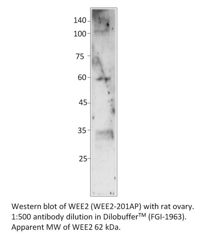 WEE2 Antibody in Western Blot (WB)