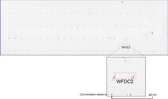 WFDC2 Antibody in Peptide array (ARRAY)