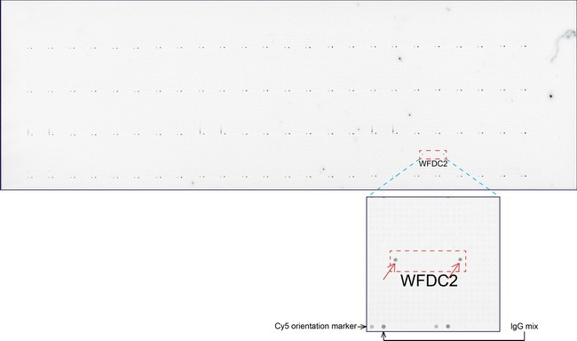 WFDC2 Antibody in Peptide array (ARRAY)