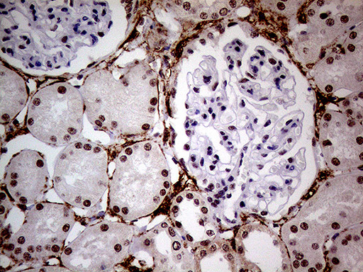 WHSC1L1 Antibody in Immunohistochemistry (Paraffin) (IHC (P))