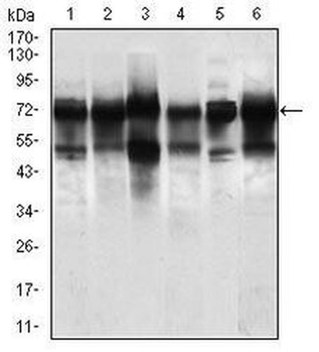 WHSC2 Antibody in Western Blot (WB)