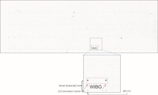 WIBG Antibody in Peptide array (ARRAY)