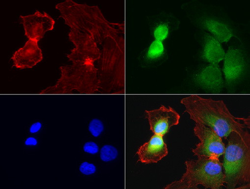 WIBG Antibody in Immunocytochemistry (ICC/IF)